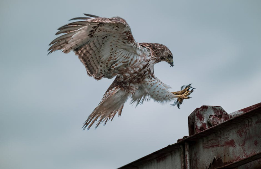 Welke roofvogels komen voor in het Andes gebergte?